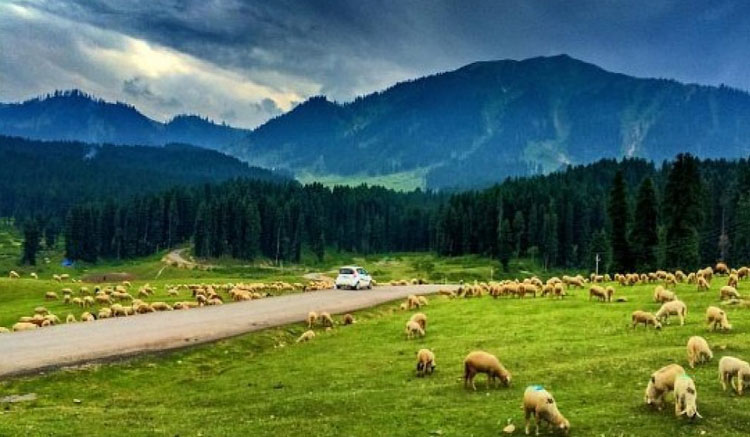 Pahalgam Taxi Service